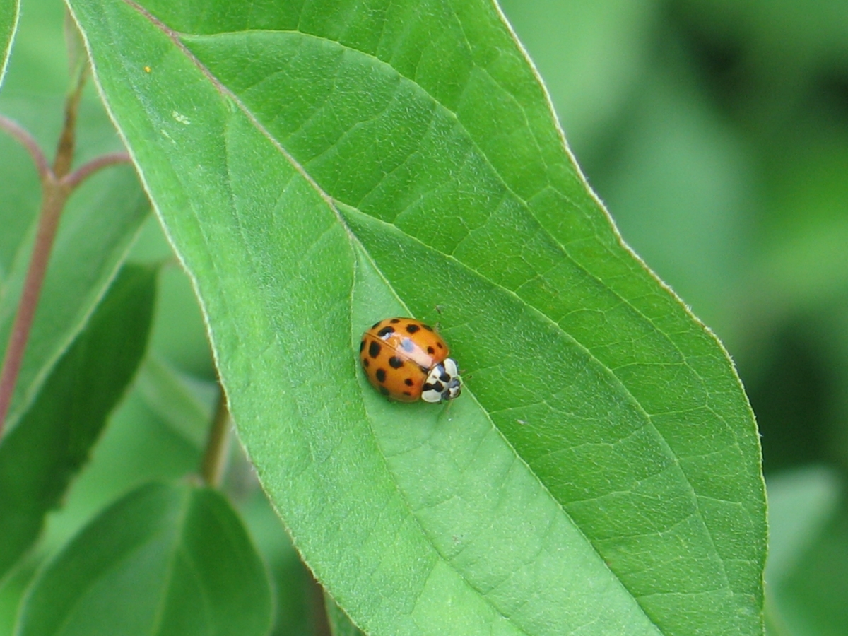 Asian Lady Beetle 1