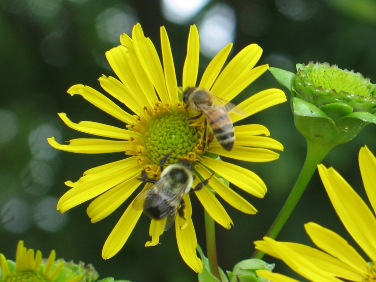 Banquet in Yellow 4 (Bumblebee and Honey Bee)