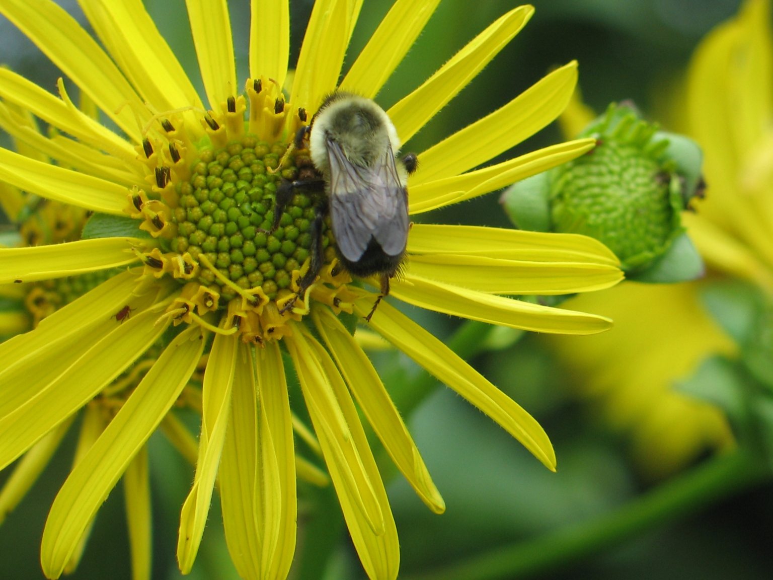 Banquet in Yellow 17 (Bumblebee)