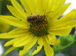 Banquet in Yellow 23 (Soldier Beetles) by Windthin