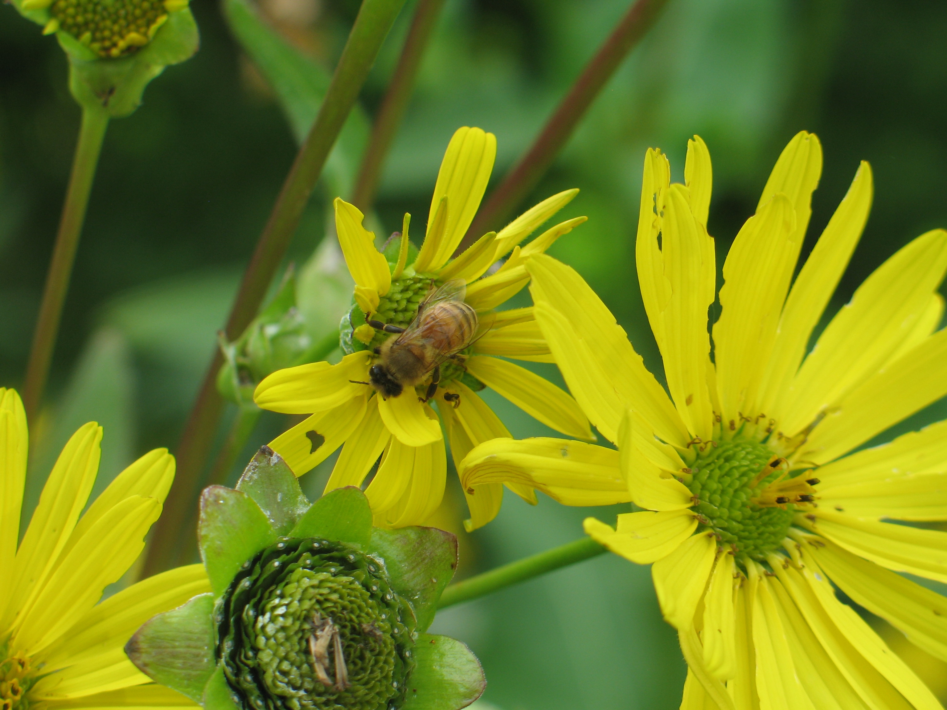 Banquet in Yellow 30 (Honey Bee)