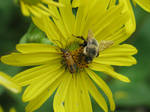 Banquet in Yellow 32 (Bumblebee Soldier Beetles) by Windthin