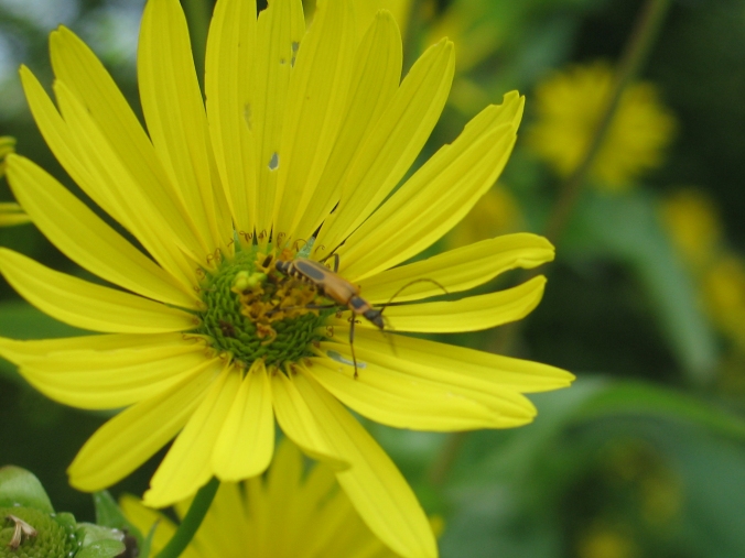 Banquet in Yellow 41 (Soldier Beetle)