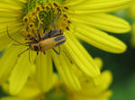 Banquet in Yellow 55 (Soldier Beetles) by Windthin