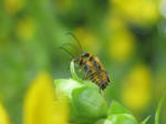 Banquet in Yellow 57 (Soldier Beetles) by Windthin