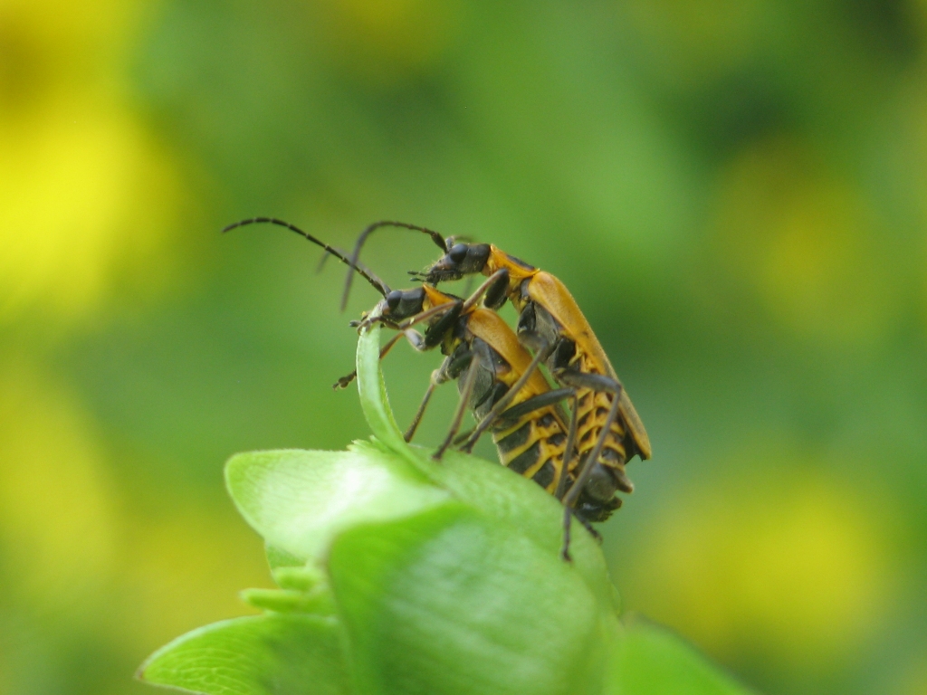 Banquet in Yellow 58 (Soldier Beetles)