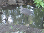 Stalking Heron 1 by Windthin