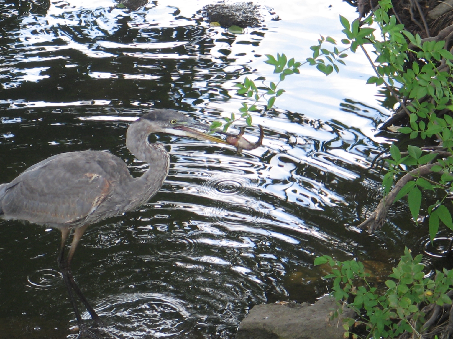 Heron Triumphant! 1