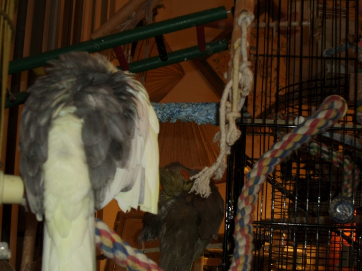 Preening Cockatiels