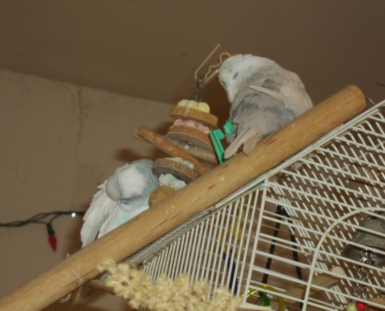 Preening Budgies