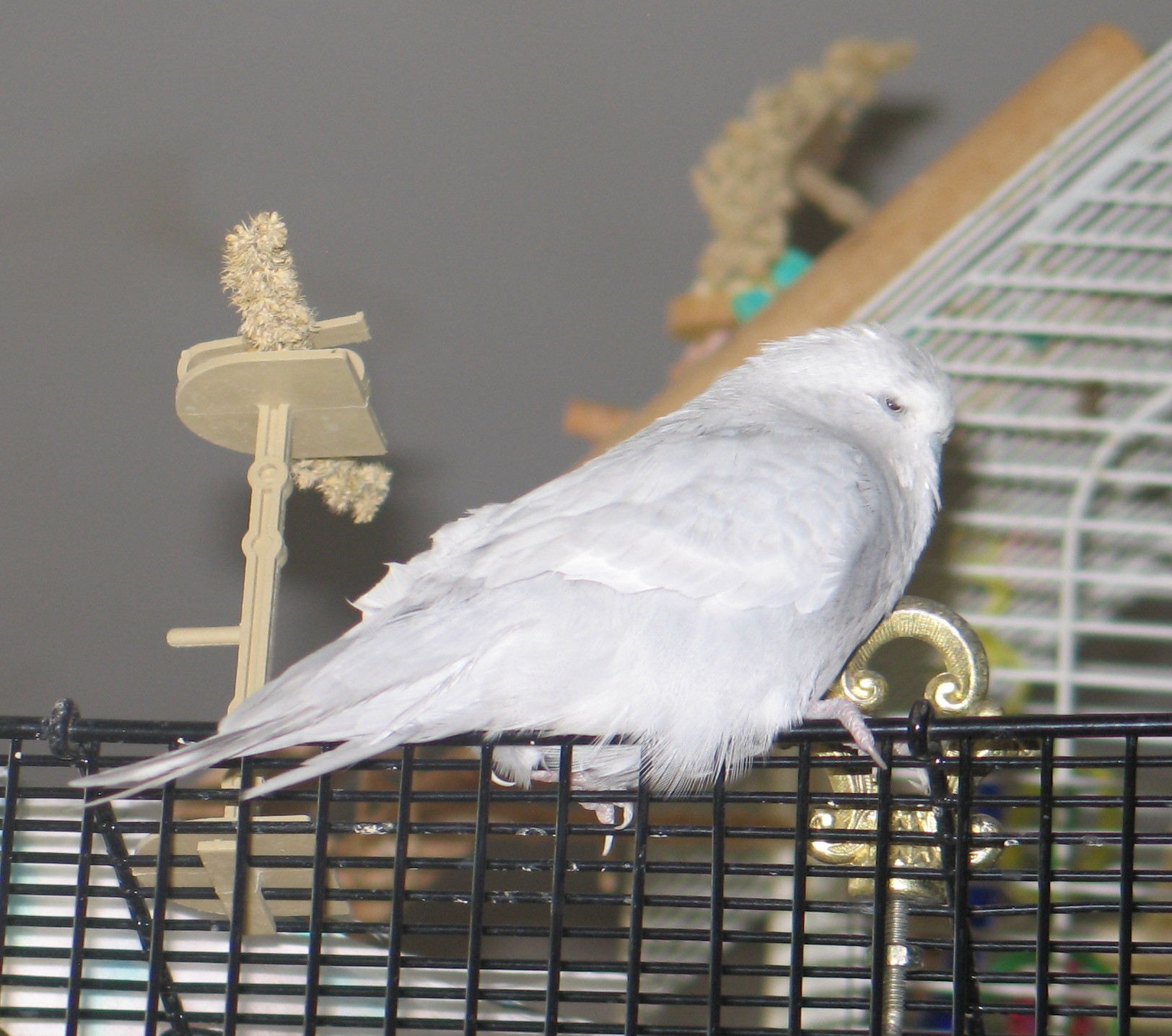 Sleepy White Budgie 2