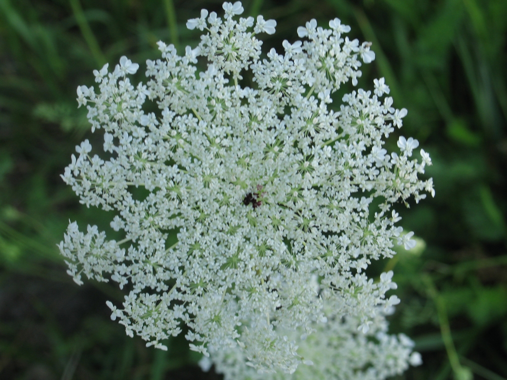 Queen Anne's Lace 1