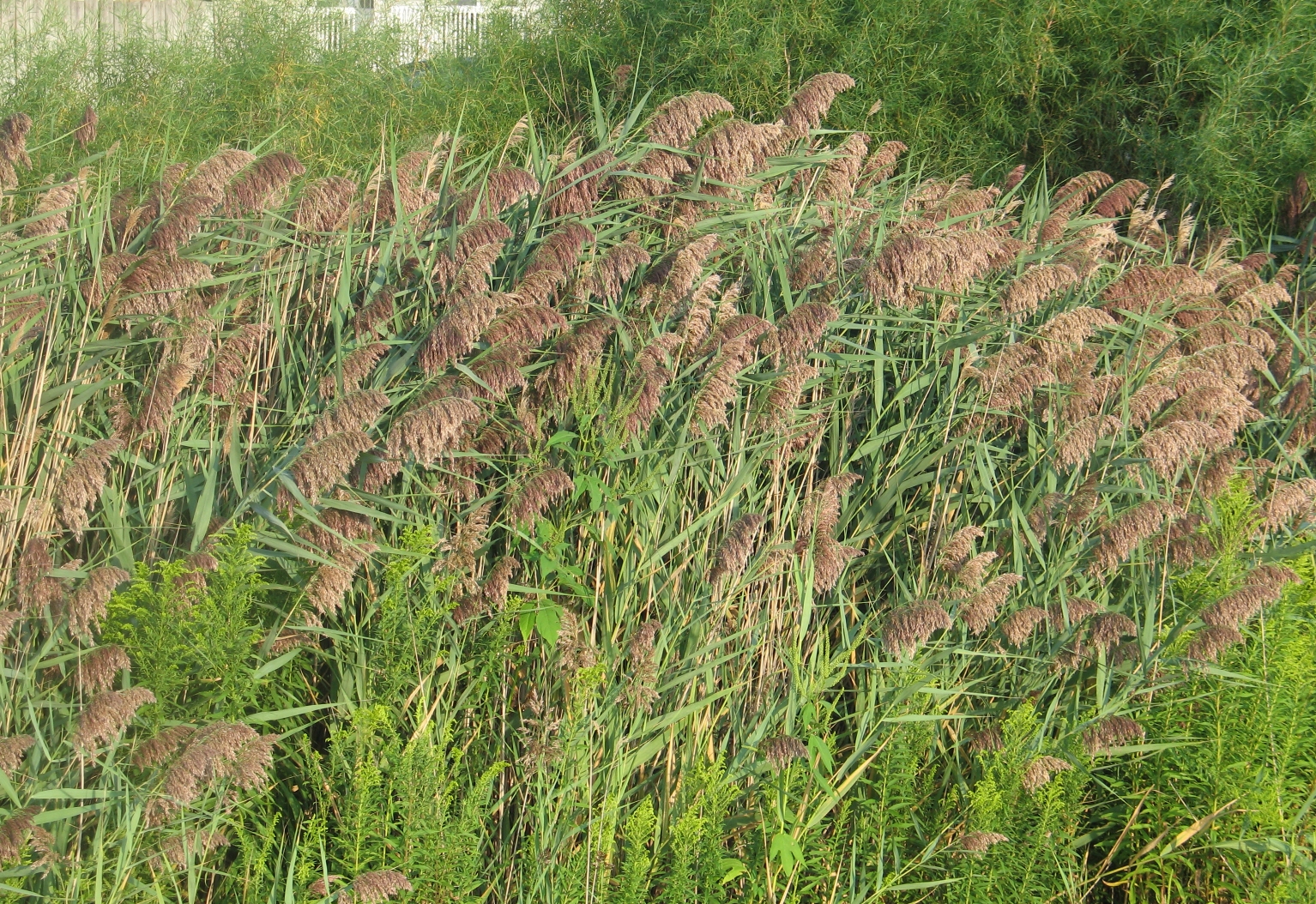 Brown and Goldenrod 1