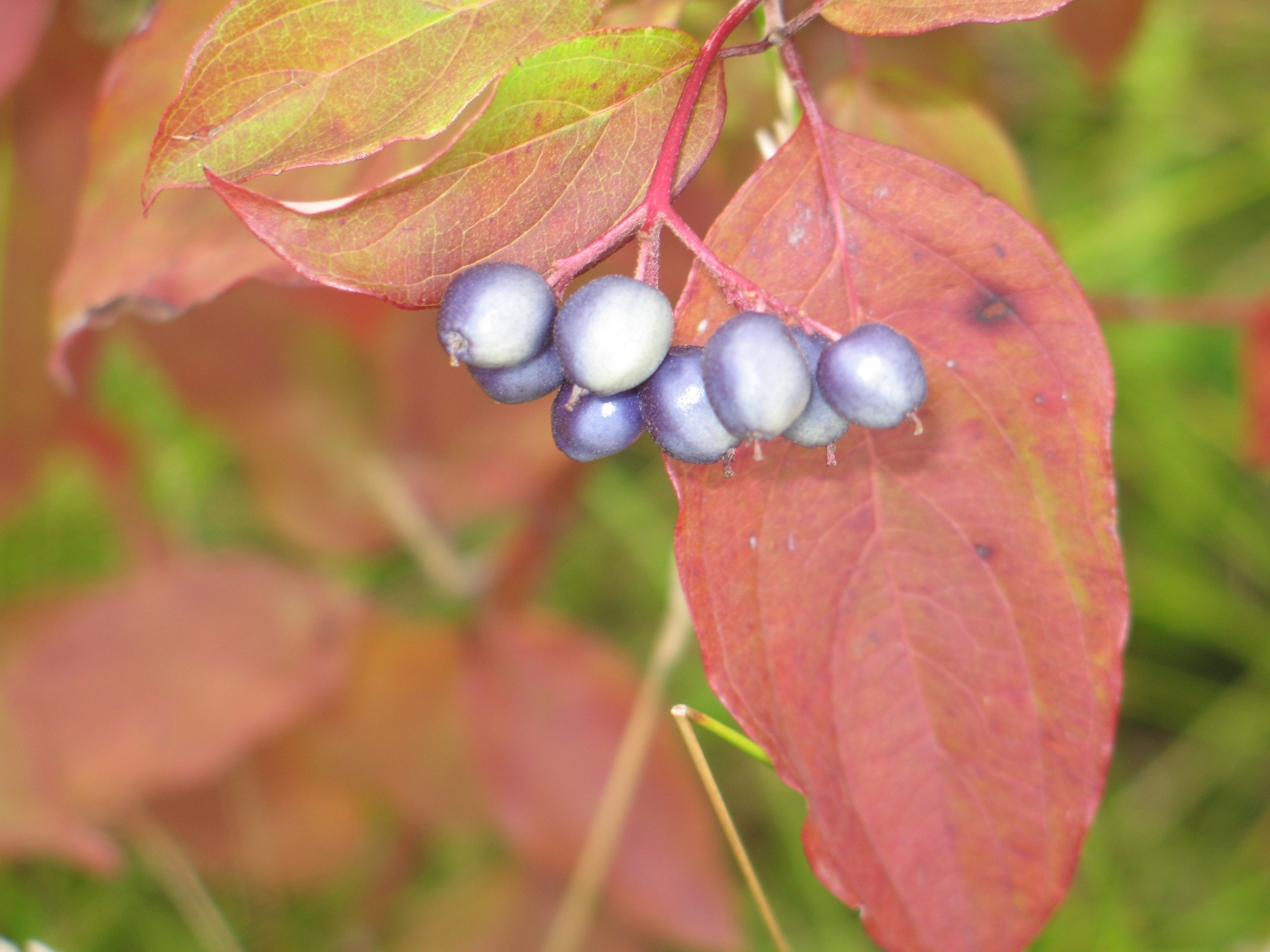 Silky Dogwood with Berries 2