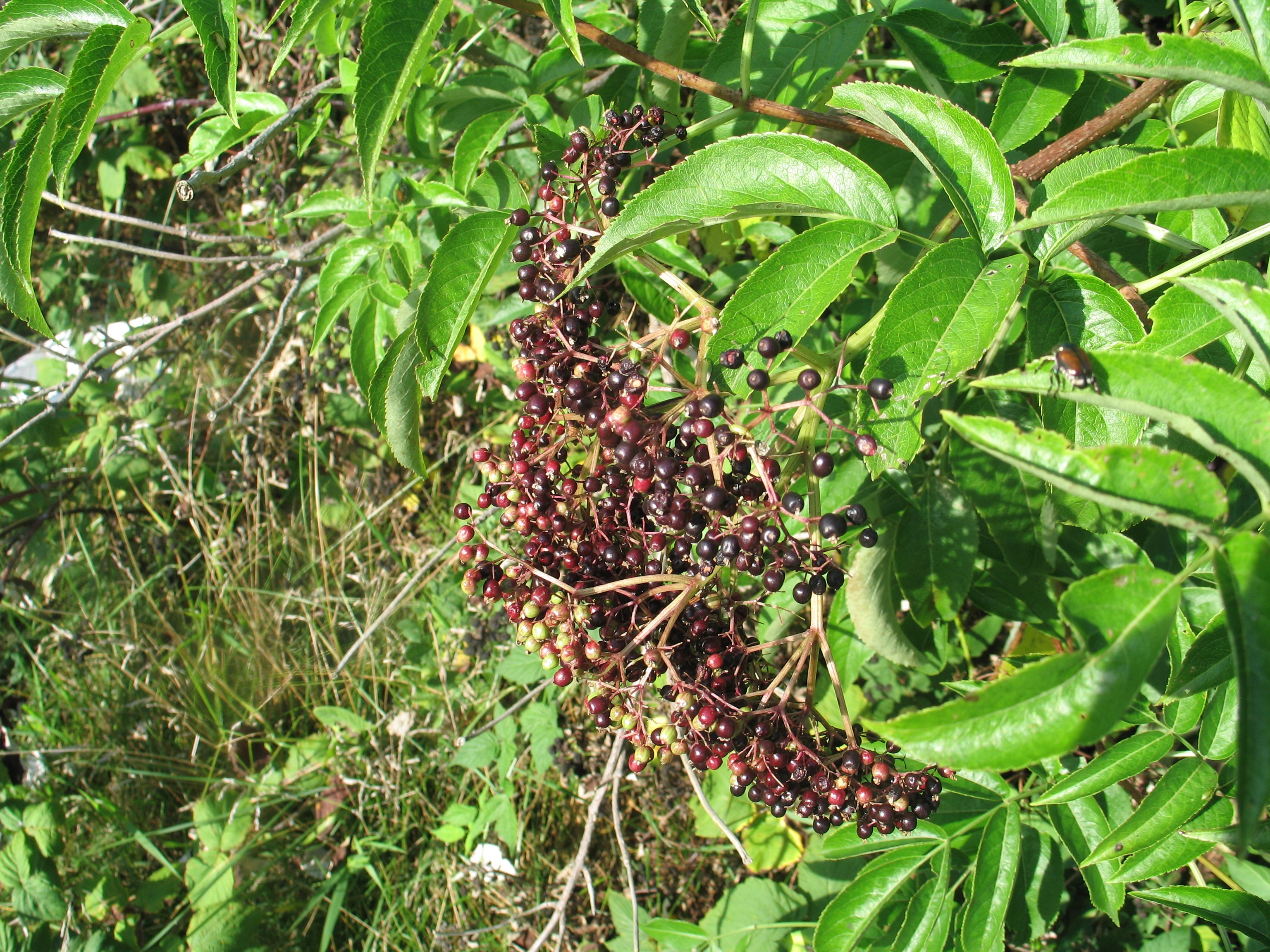 Elderberries 5