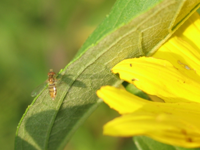 Hoverfly 3