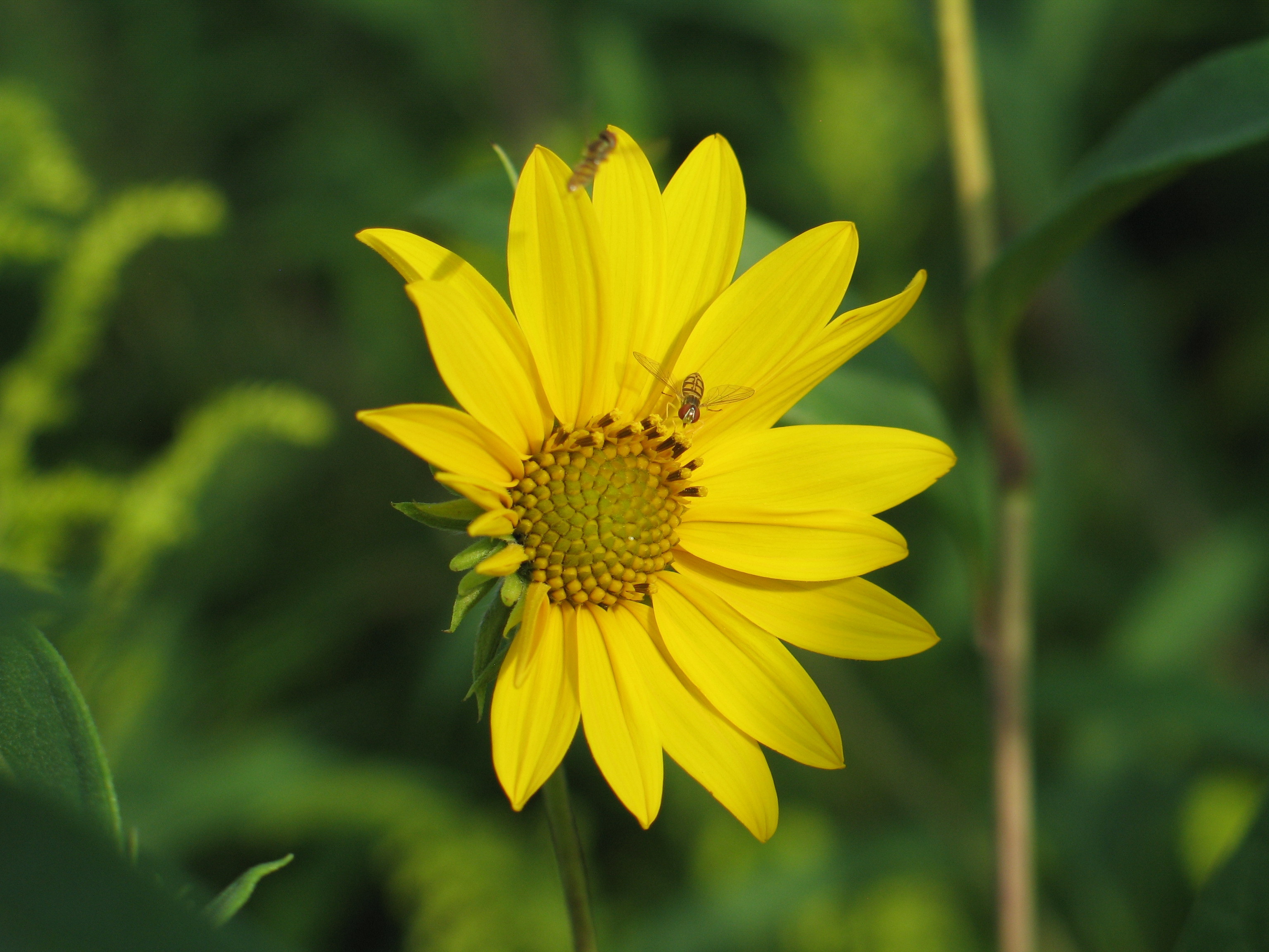 Hoverflies 3