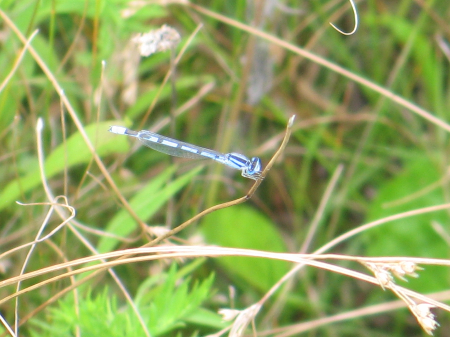 Familiar Bluet Damselfly 1