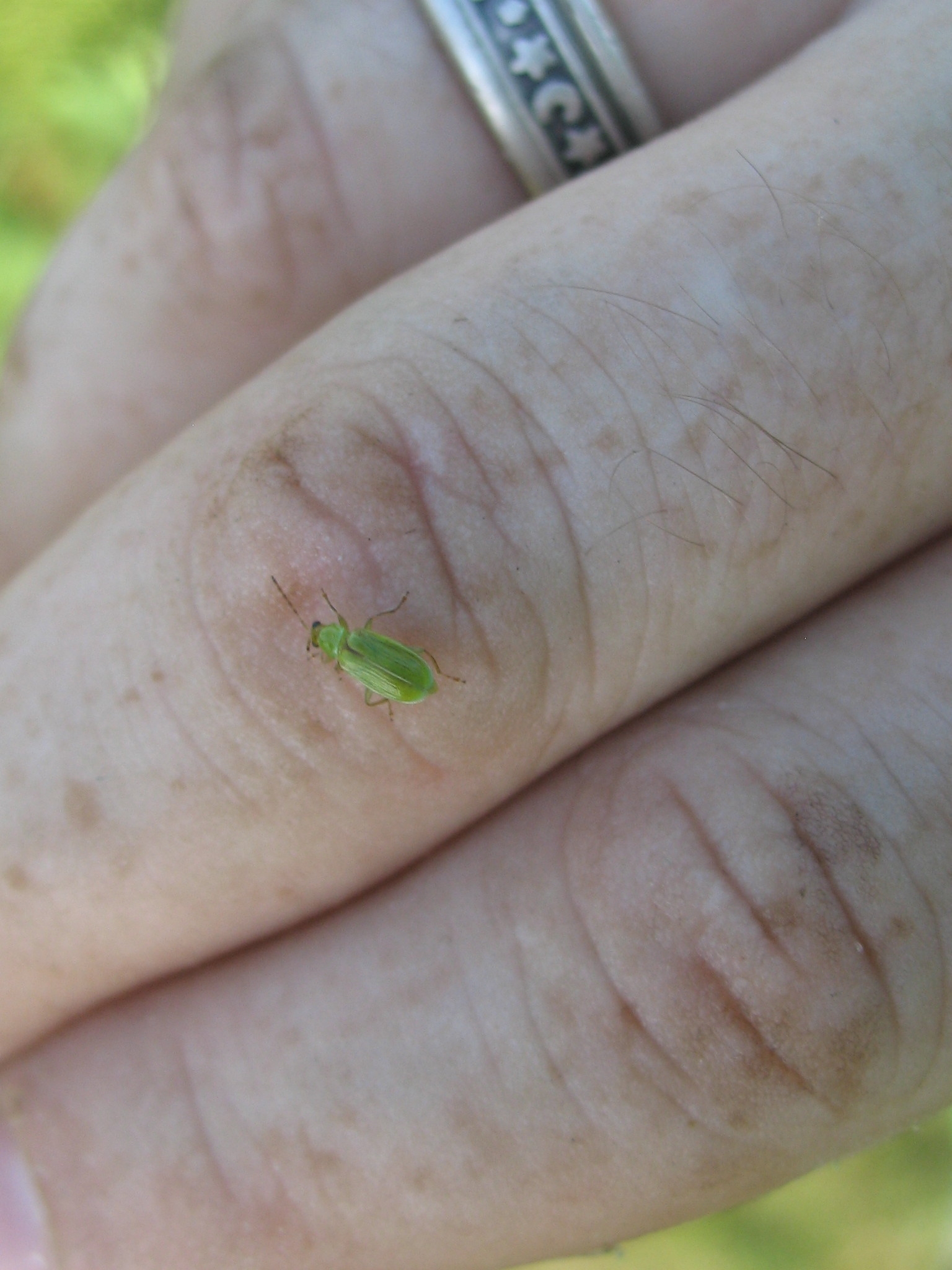 Little Hitchhiker 2