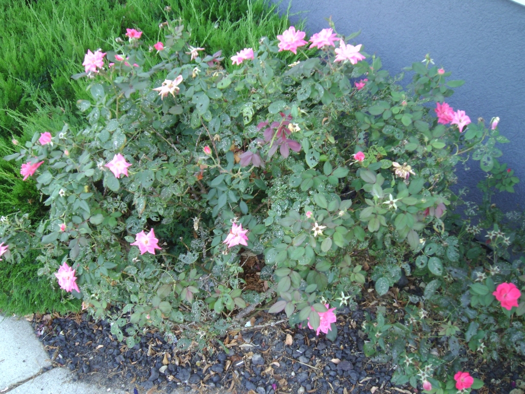 Pink Flower Bush