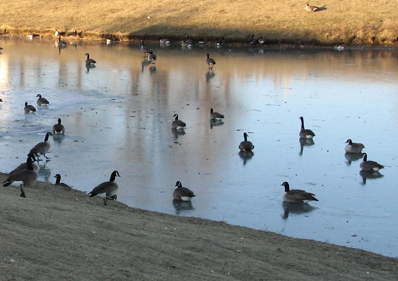 Geese on Ice 1b