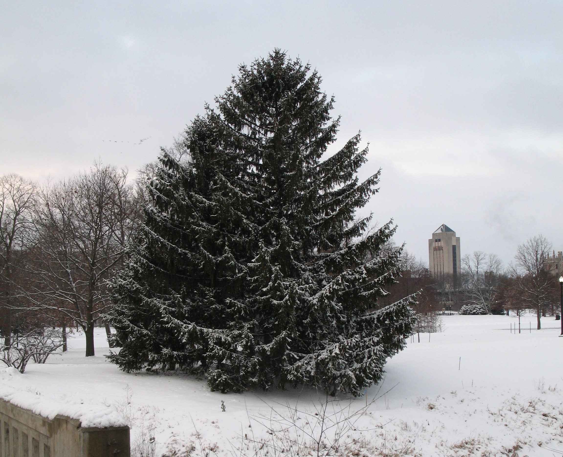 Kishwaukee Winter Conifer 1a