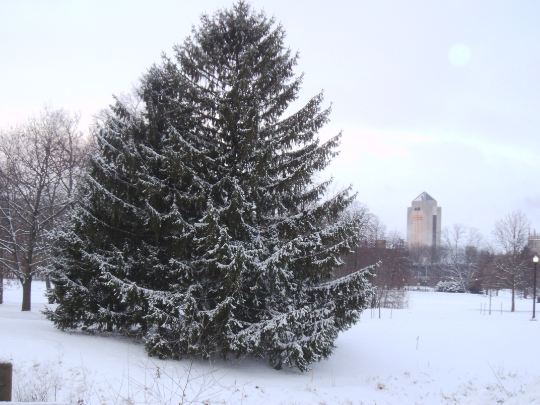 Kishwaukee Winter Conifer 3