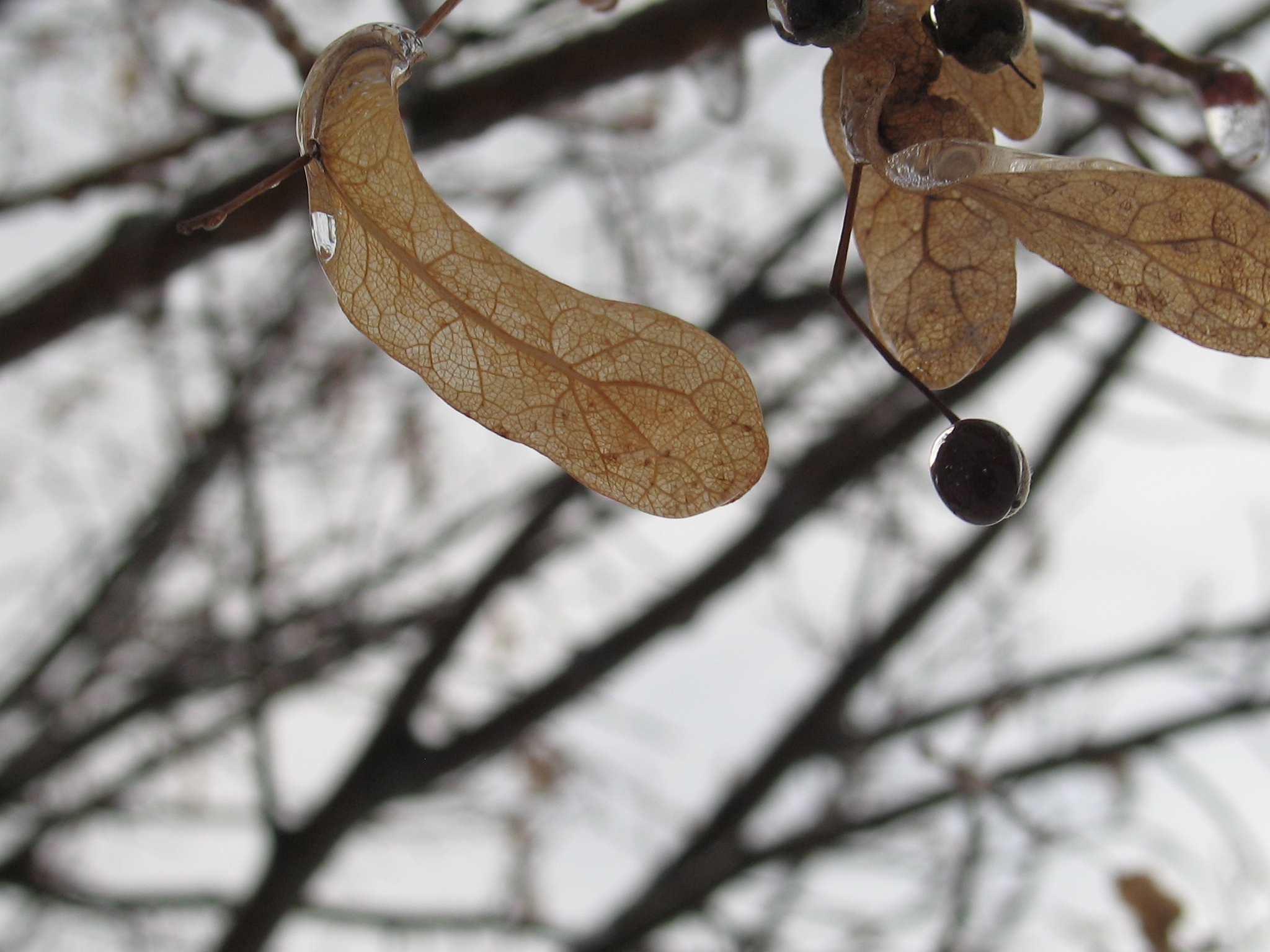 After the Ice Storm 21