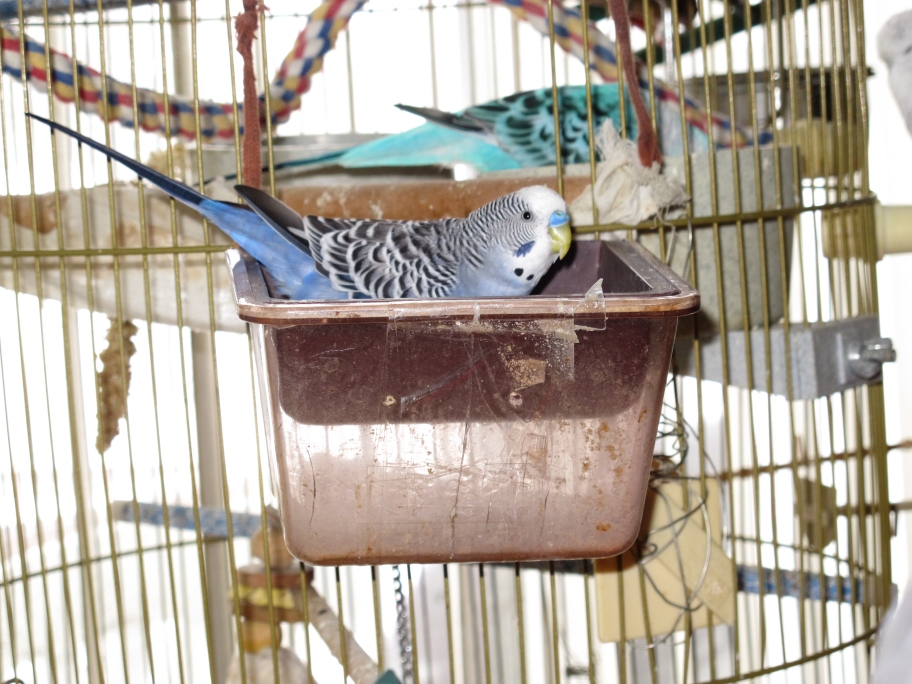 Clark in the Treat Dish