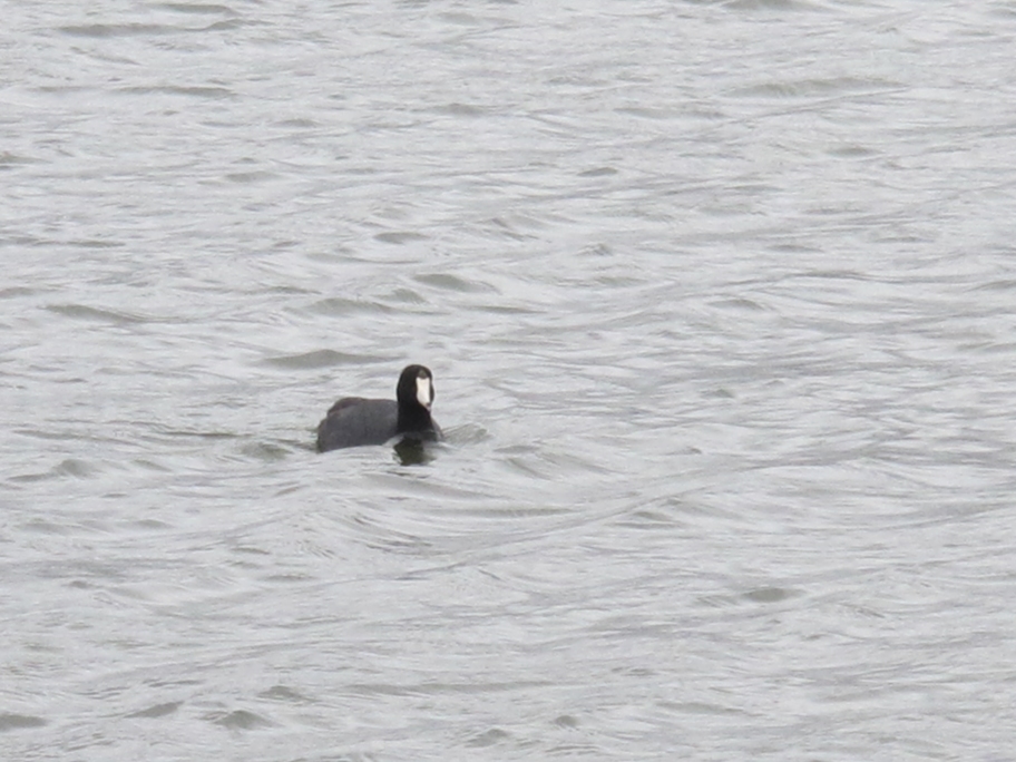 Springtime American Coot 5