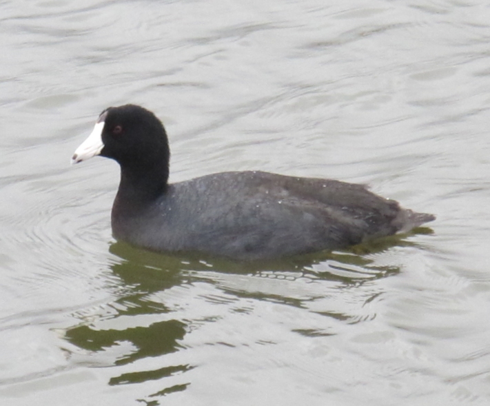 Springtime American Coot 14