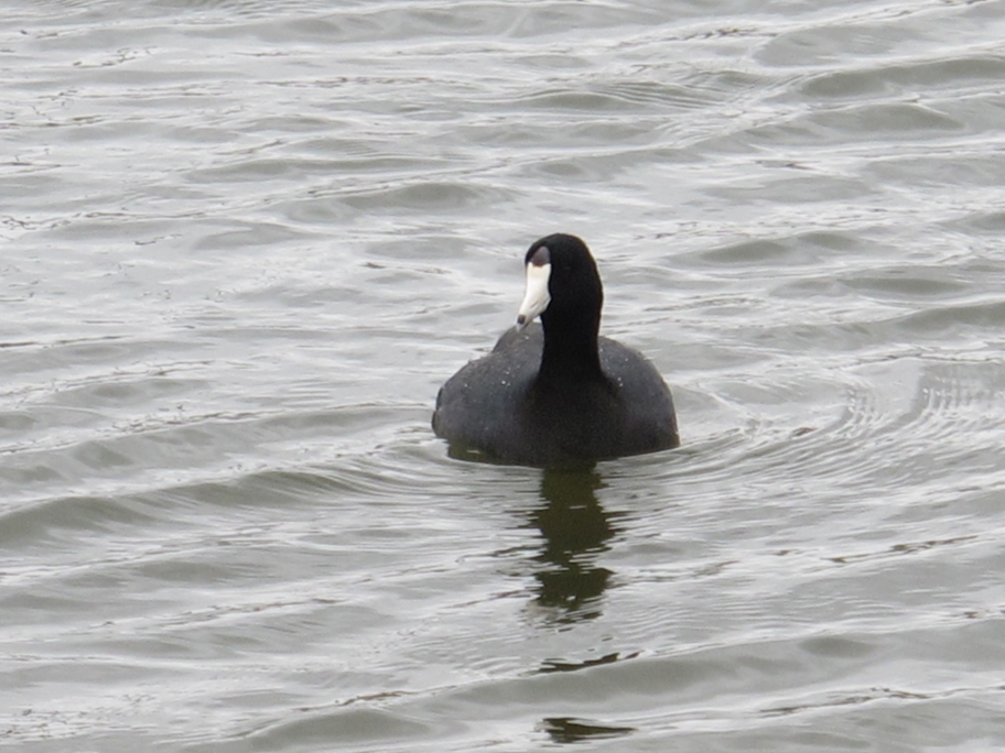 Springtime American Coot 17