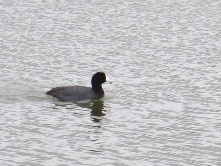 Springtime American Coot 27