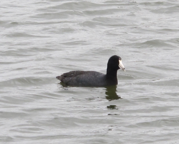 Springtime American Coot 39