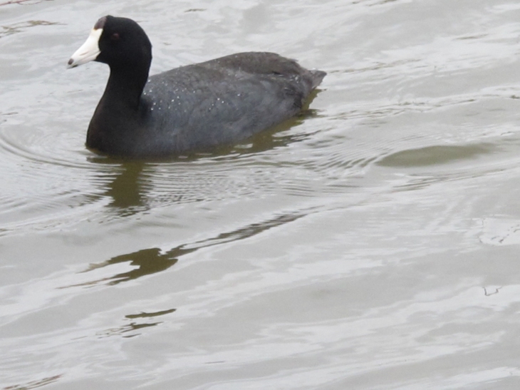 Springtime American Coot 42