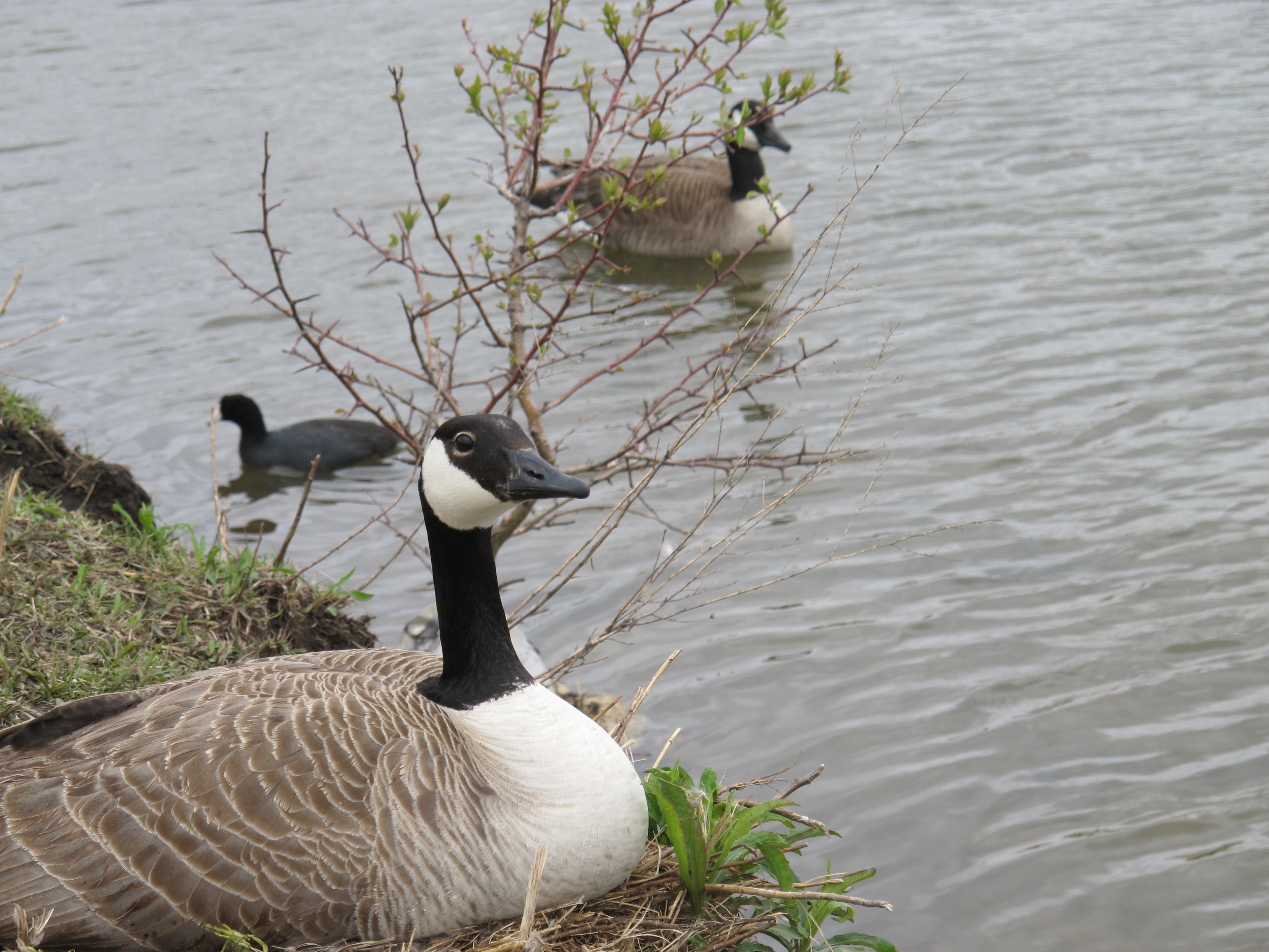 Springtime American Coot 44