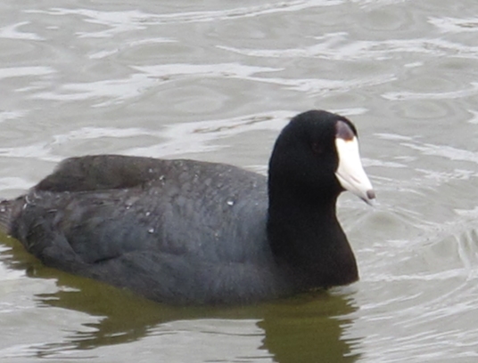 Springtime American Coot 47