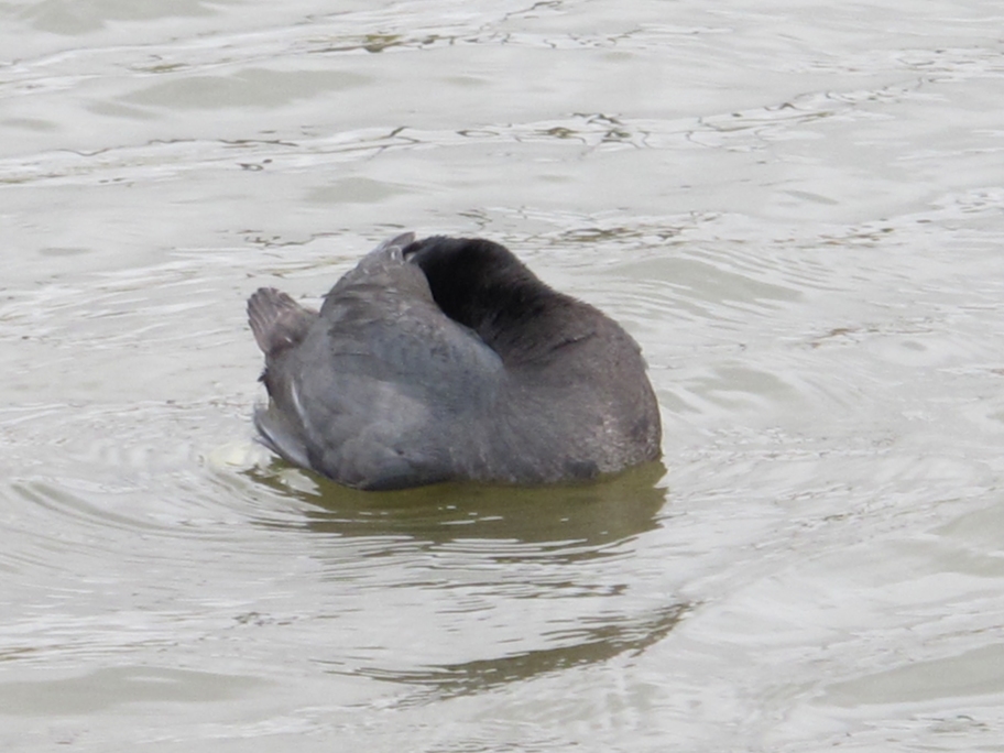 Springtime American Coot 53