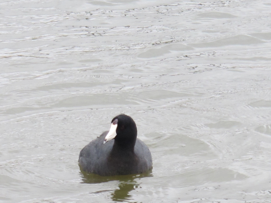 Springtime American Coot 54