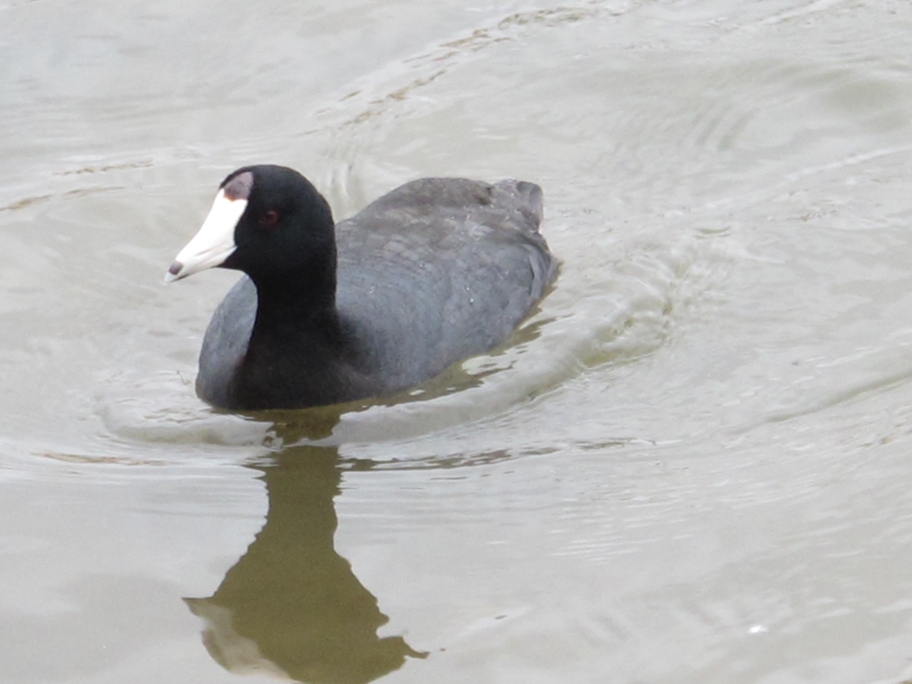 Springtime American Coot 56