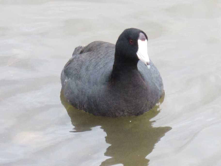 Springtime American Coot 57