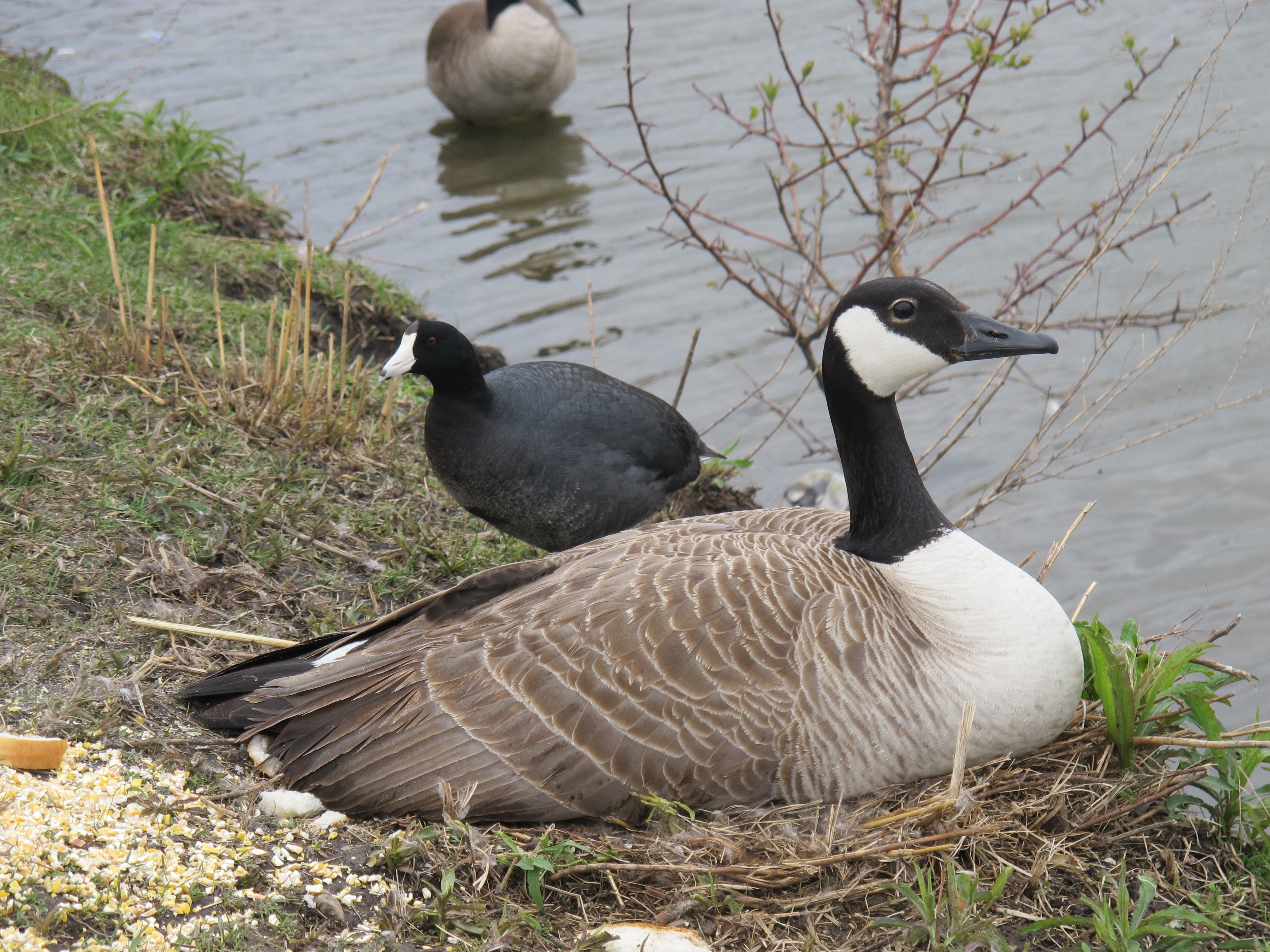 Springtime American Coot 63