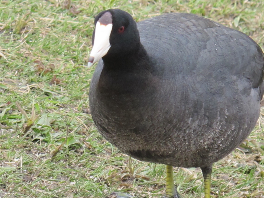 Springtime American Coot 65