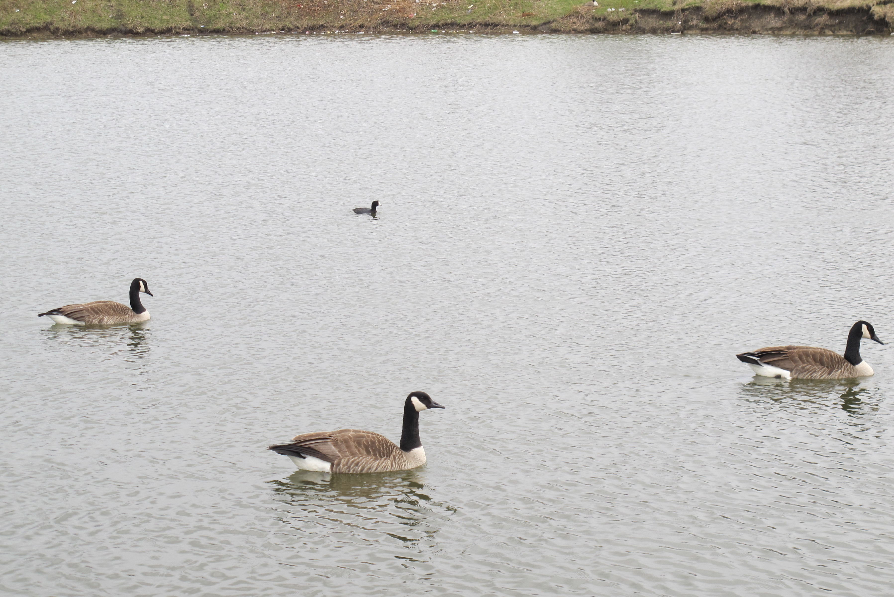 Springtime American Coot 75