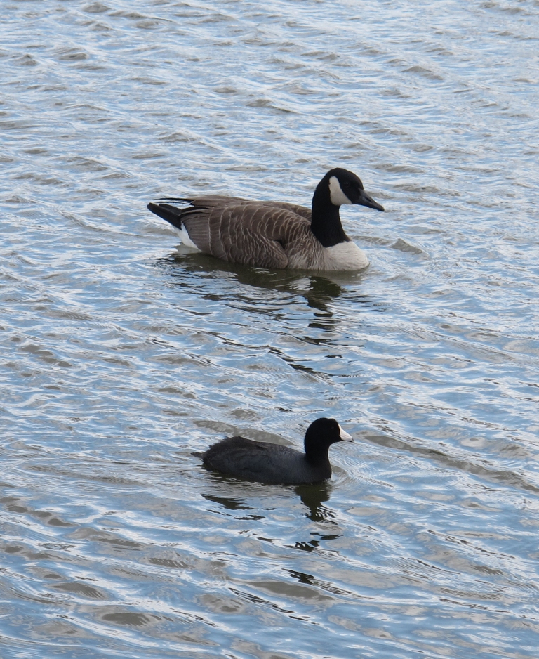 Springtime American Coot 87