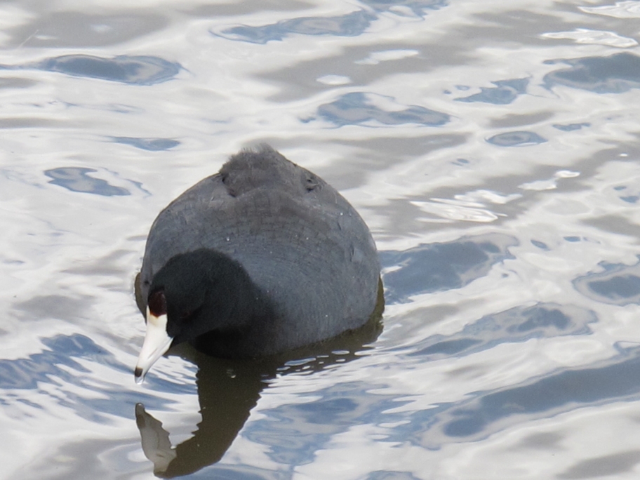 Springtime American Coot 98