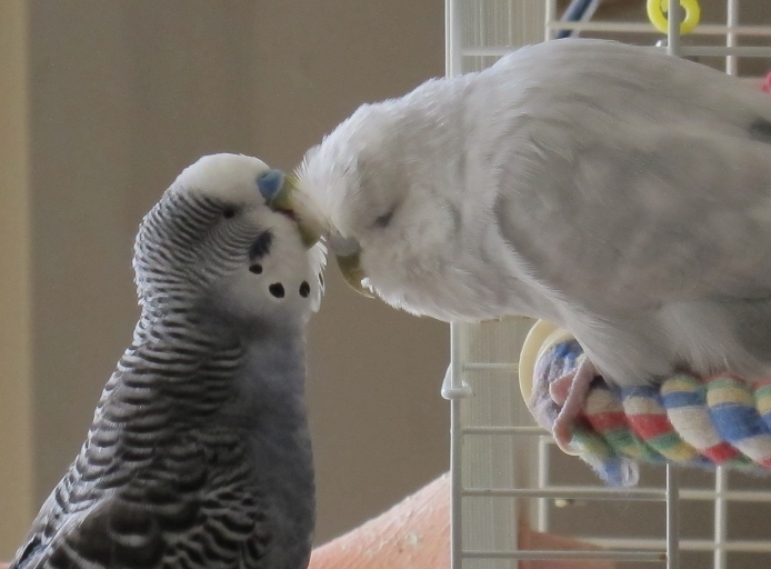 Clark and Winter Preening Eachother 3b