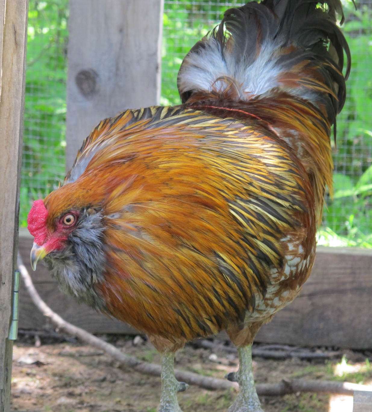 Bob the Rooster 1a