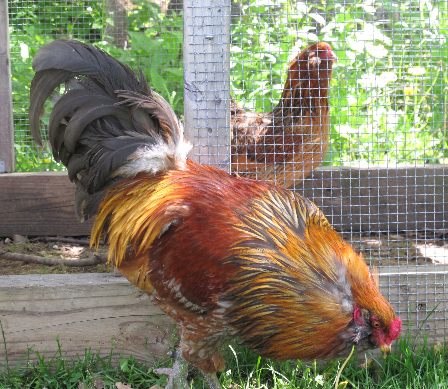 Bob the Rooster 11