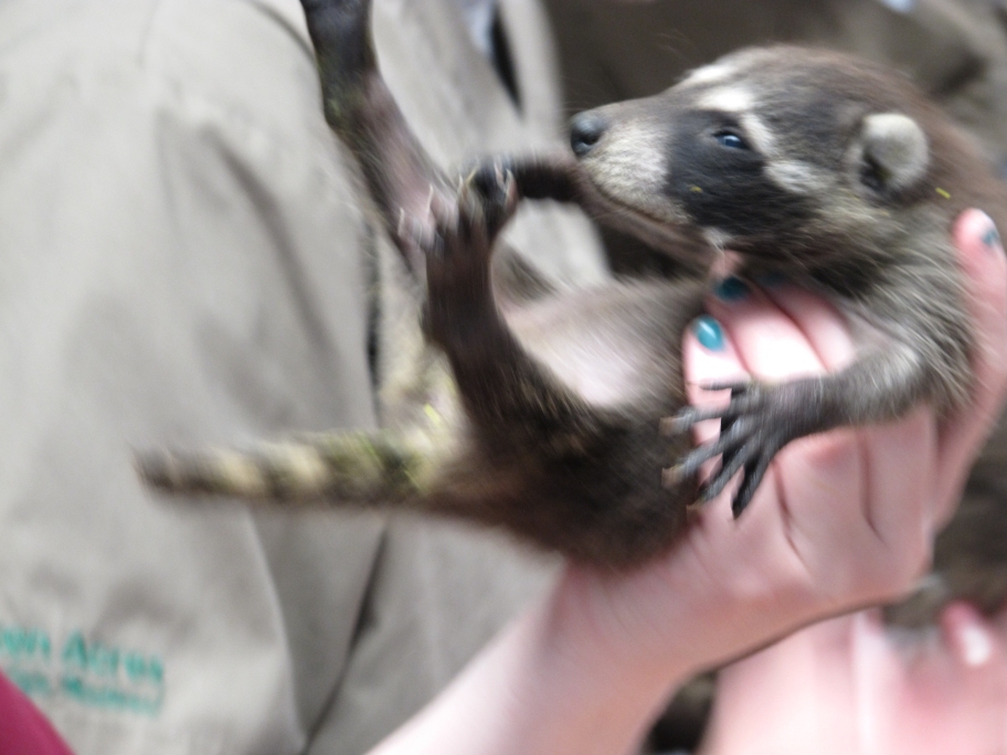 Lunch Time for the Raccoons 8